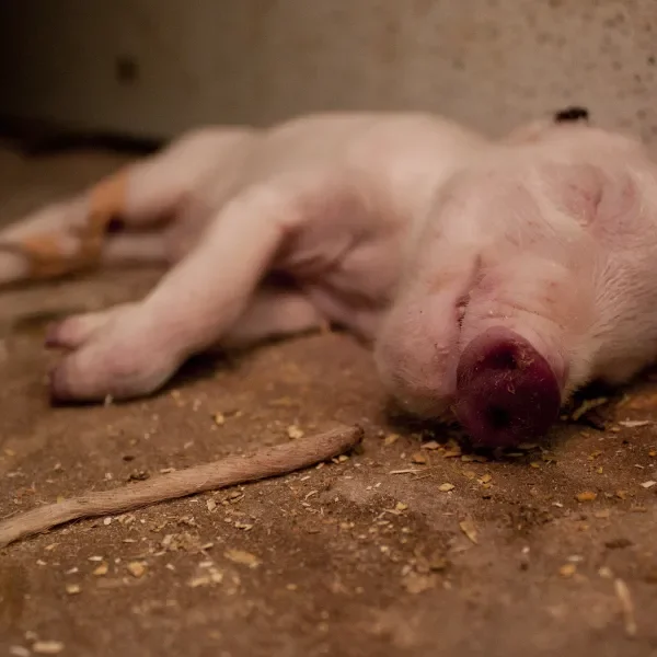 Zes miljoen varkens sterven nog voor de slacht